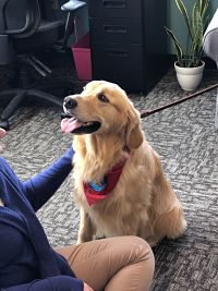 Sully the Therapy Dog